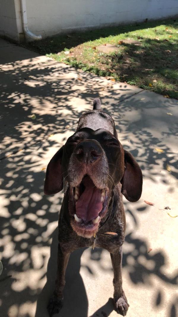 /Images/uploads/Southeast German Shorthaired Pointer Rescue/segspcalendarcontest2018/entries/9138thumb.jpg
